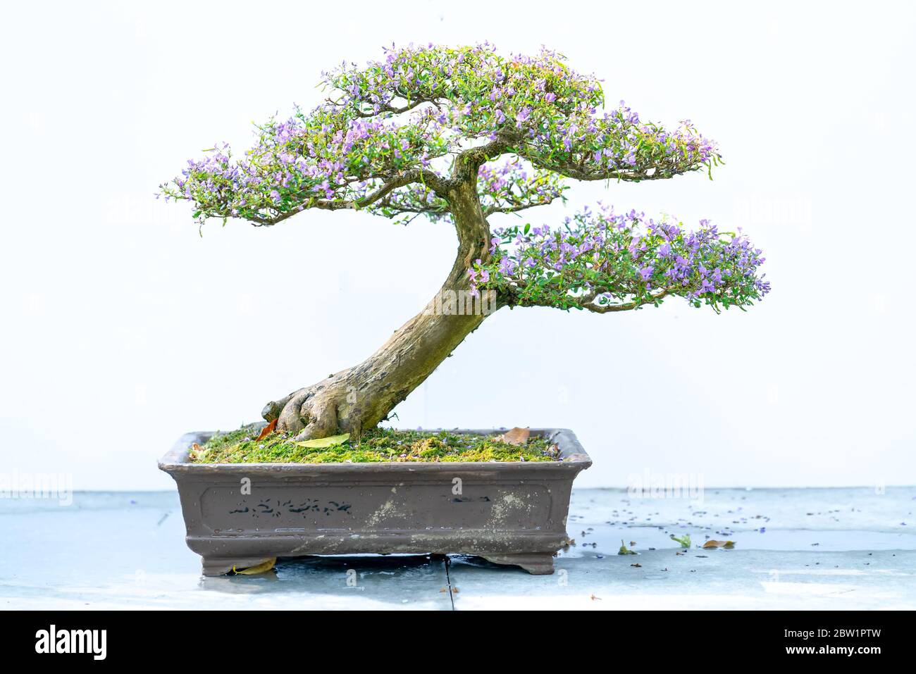 Bonsai tree isolated on white background in a pot plant with many ...