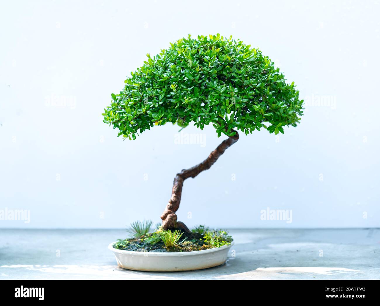 Bonsai tree isolated on white background in a pot plant with many ...