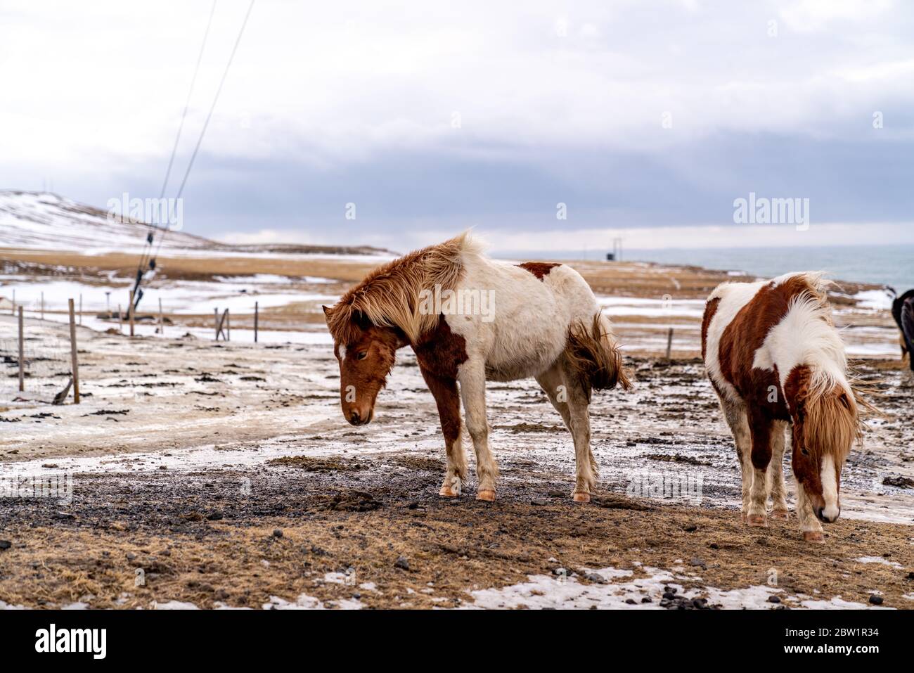 Two worn horses looking for food in the barren Icelandic landscape. The wind is blowing, and the ocean can be seen behind them. Stock Photo