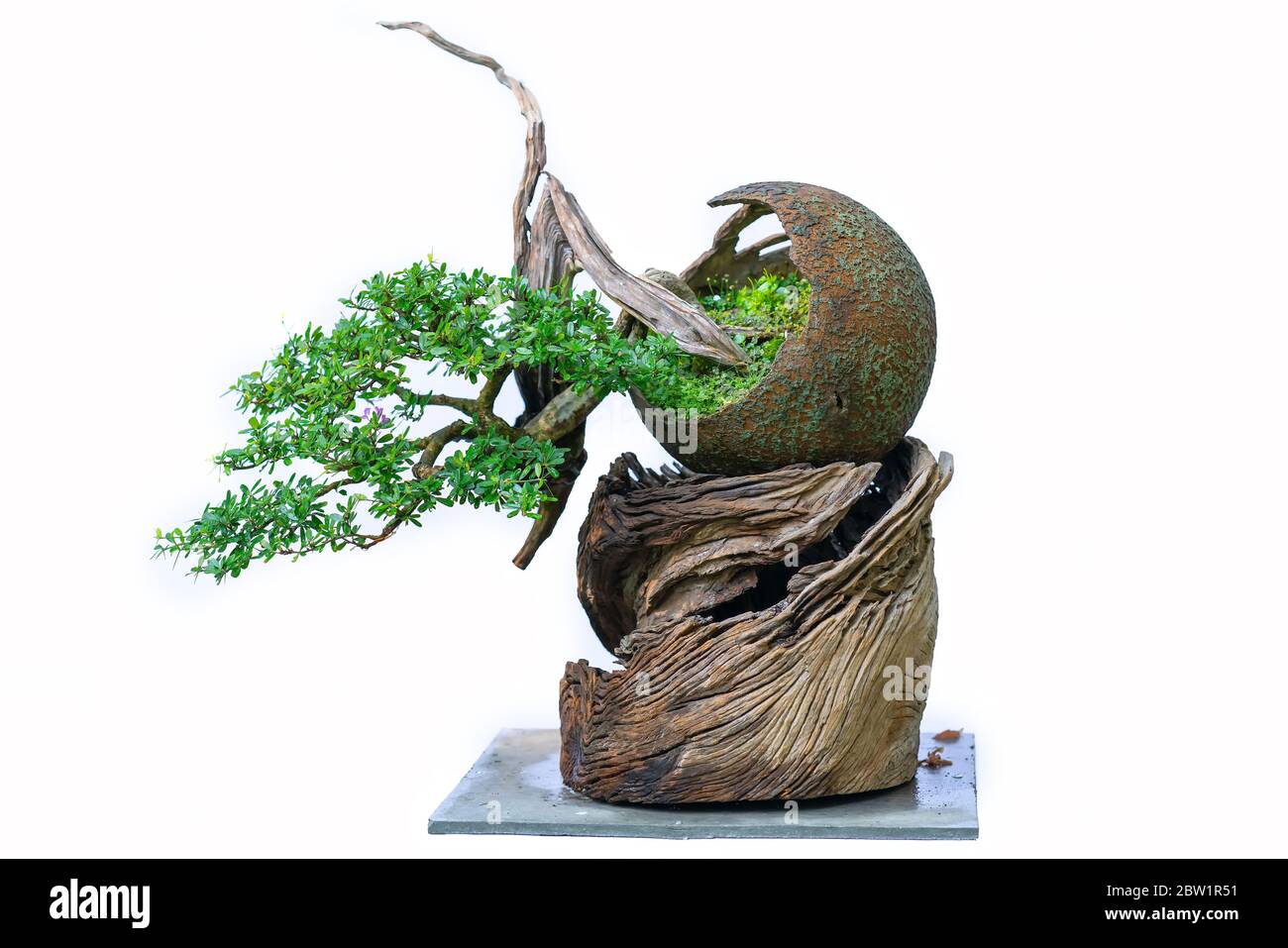 Bonsai tree isolated on white background in a pot plant with many ...