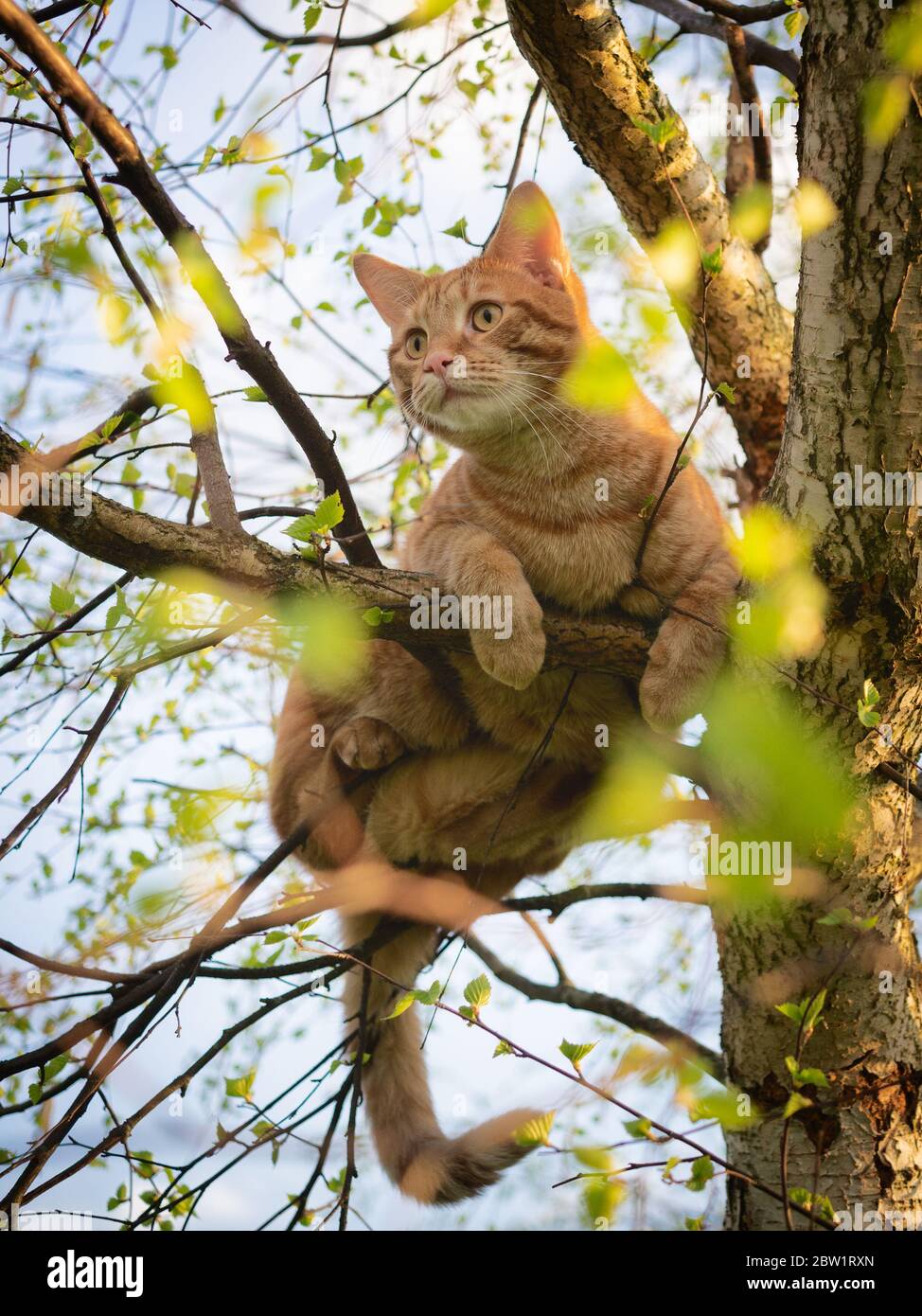 Red cat sitting on a tree with young spring foliage, close-up Stock Photo