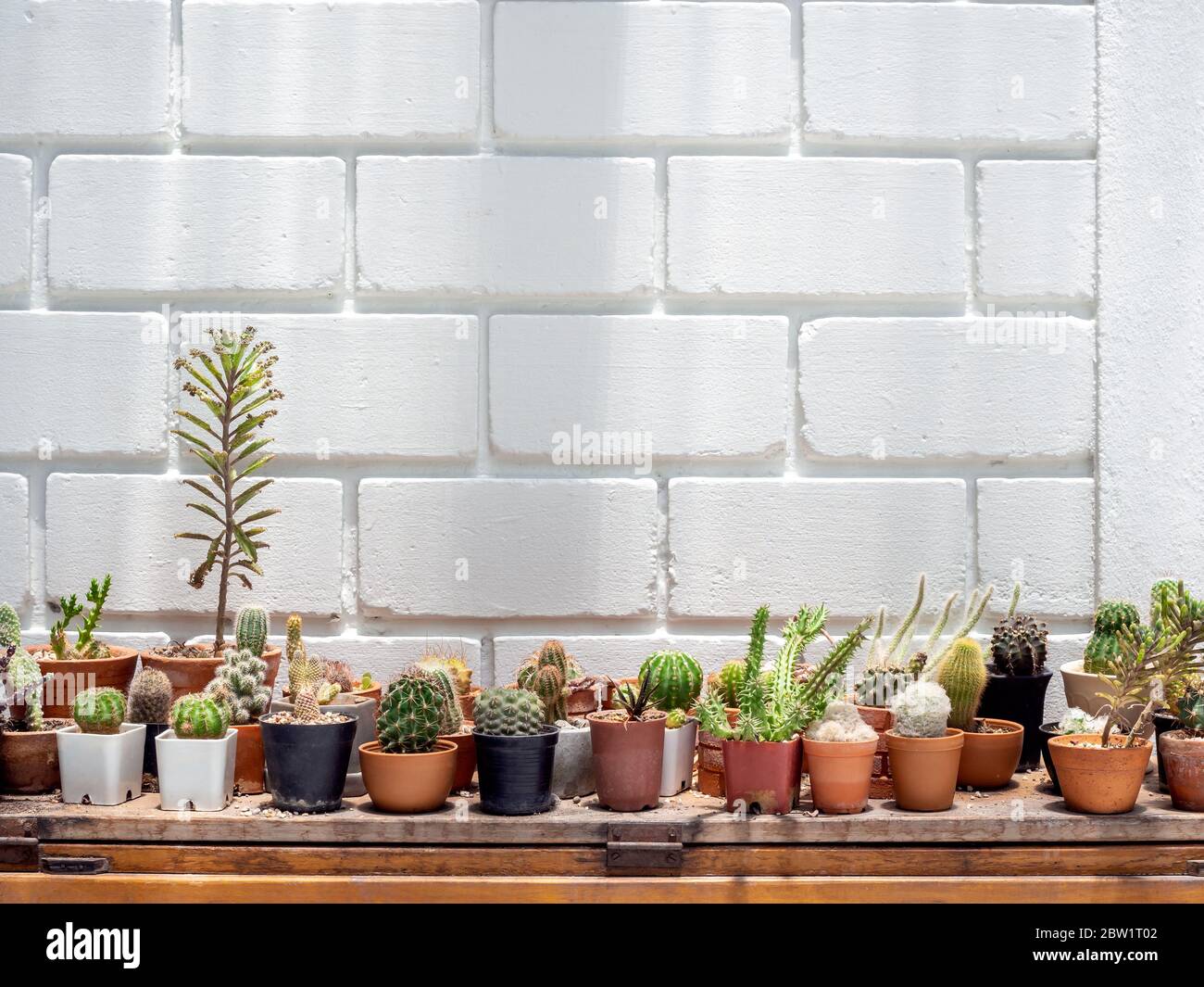 Various Green Cactus Plants In Pots On Wooden Table On White Brick Wall Background With Copy Space Stock Photo Alamy