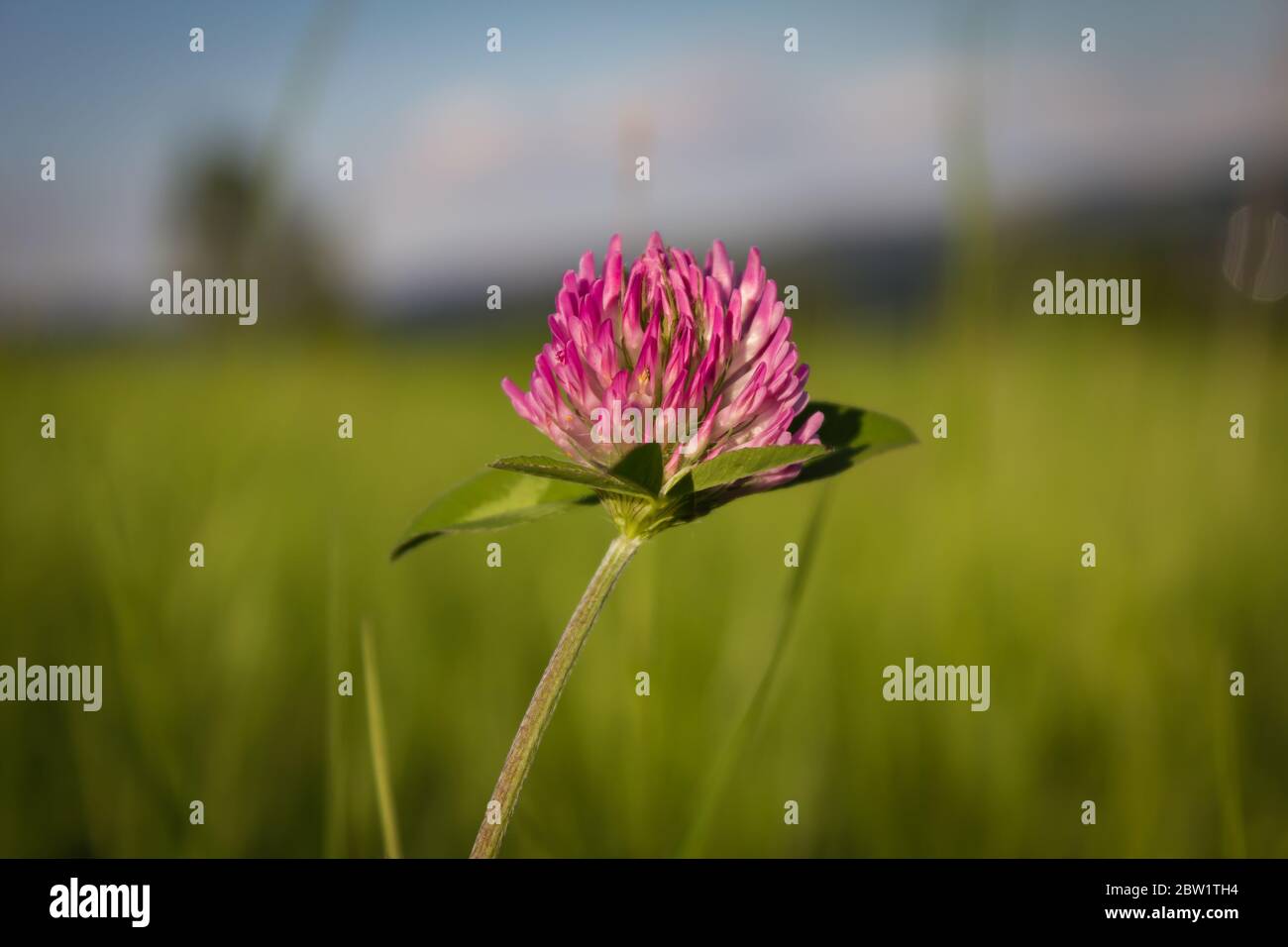 Green meadow. Clover flower Stock Photo Alamy