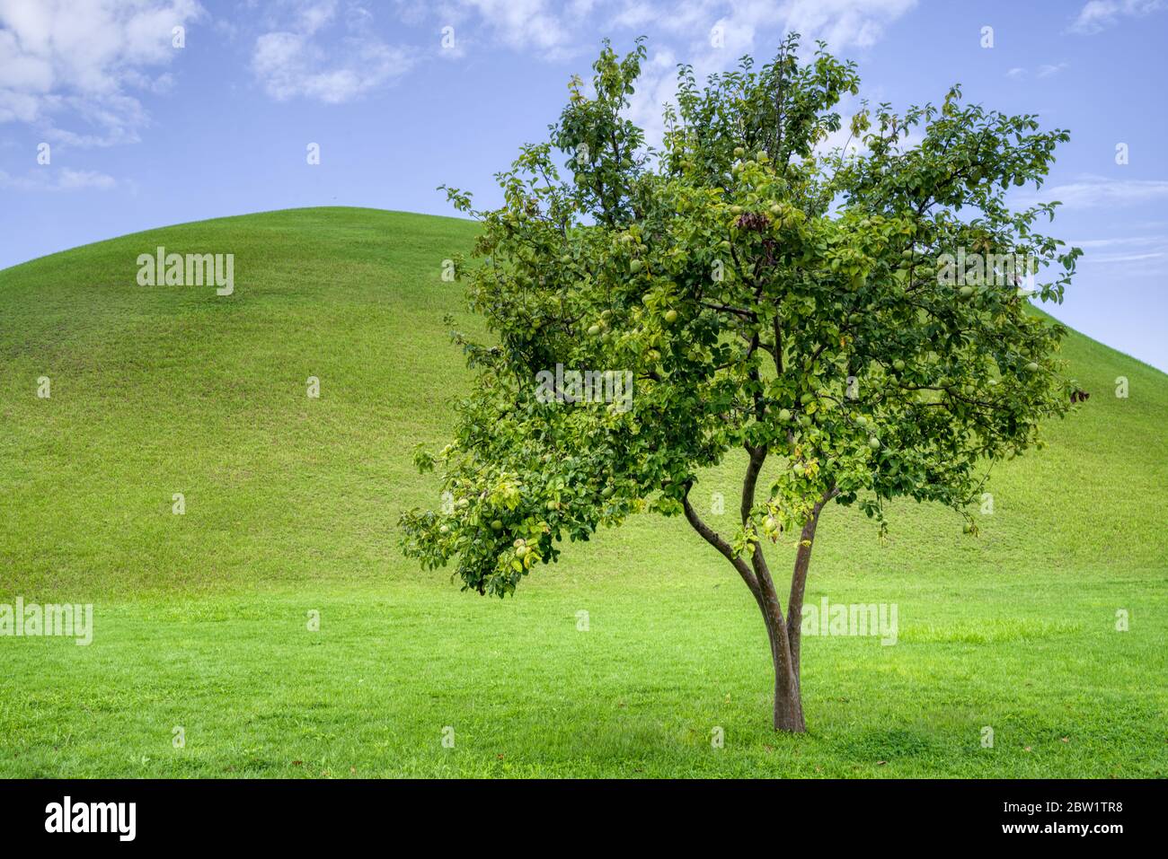 Lonely tree in a hill in a blue sky with small clouds Stock Photo - Alamy
