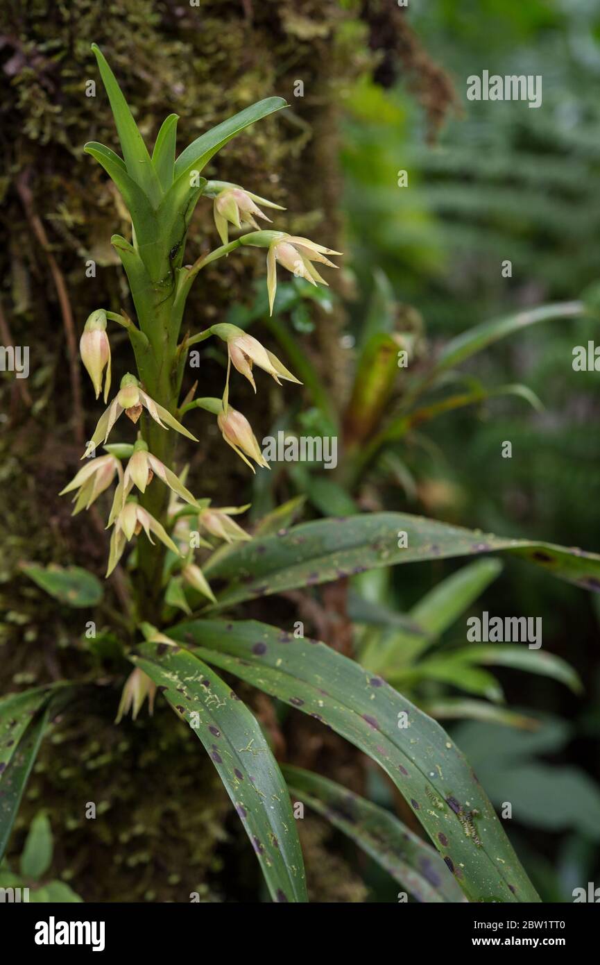 Wild Orchid, Maxillaria sp., Orchideaceae, Santa Elena Cloud Forest, Reserve, Costa Rica, Centroamerica Stock Photo