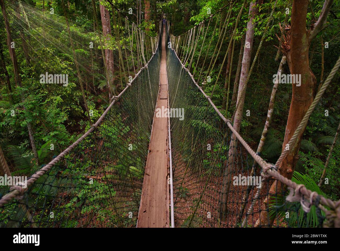 Canopy in the jungle Stock Photo - Alamy
