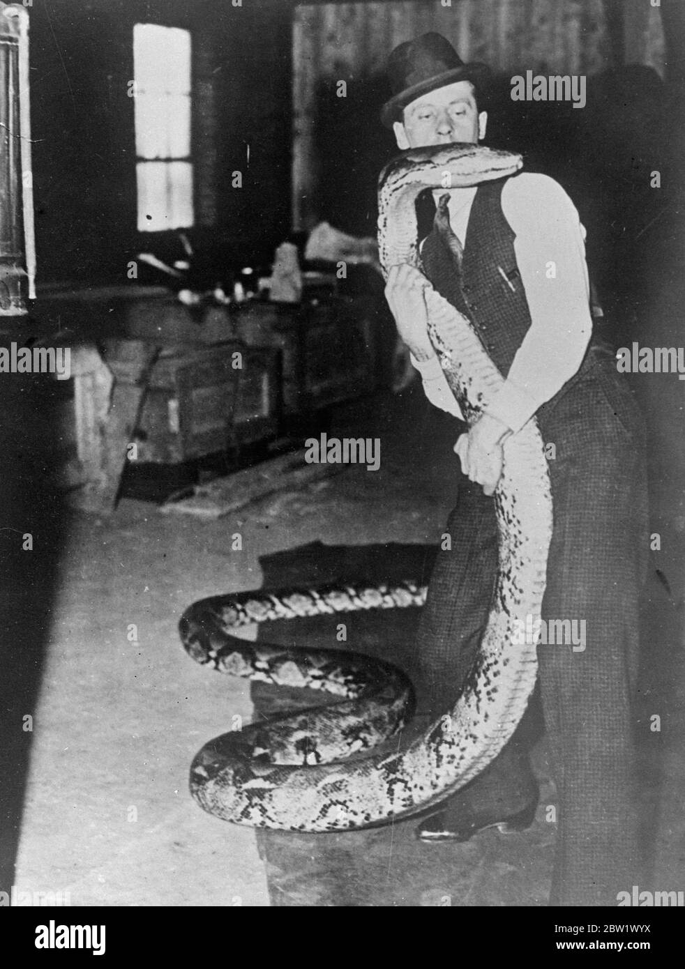 Whiskey jobs at eight strong men, forcibly feeding a 26 foot python 8 strong men were required to forcibly feed a 26 foot python when it was brought from its winter quarters at Hamilton, Ontario. It cannot eat during the three months before and his first meal consisted of 20 pounds of hamburger, two dozen acres, a quart of six citrate of magnosia, and a quart of olive oil. 200 years old, snake weighs 380 pounds. Two seconds. Photo shows, Owen Dauphinee, the keeper, fondles his 26 foot python before beginning the risky job of forcibly feeding the Python. Stock Photo