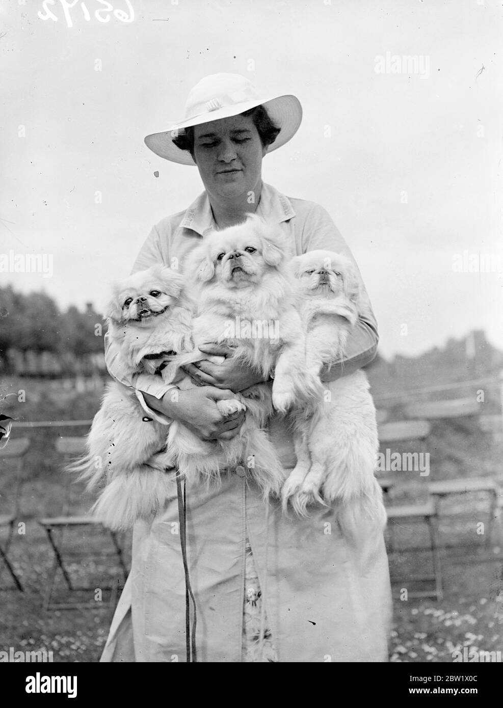 All white at Peking Palace Dog Show. The Peking Palace Dog Association's Coronation year's show has opened at the Ranelagh Club, Barnes. Photo shows:Mrs. Goad with her three white pekinese. 4 June 1937 Stock Photo