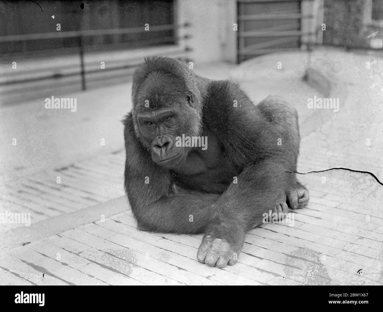 Zoos super heavyweight takes on that 'horizontal' look!. Mok , the London zoo's gorilla, who represents 274 lbs of brawn, turns a somewhat cynical gaze on the world from his enclosure when he makes one of his few appearances in the open so far this year. 1 June 1937 Stock Photo