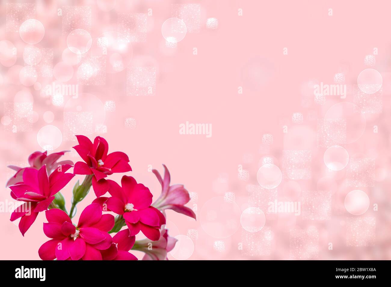Greeting card template. Selective focus on gorgeous blooming red pink