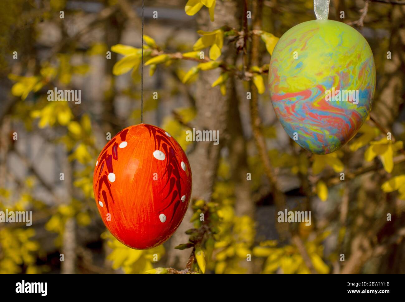 Two painted Easter eggs at yellow flowering branches Stock Photo