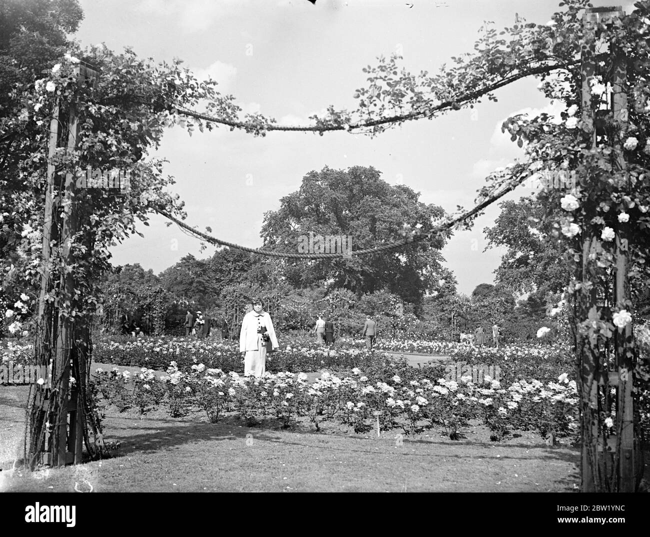 20,000 roses in the heart of London. A view of the lovely Queen Mary's Gardens in Regent's park, London, where 20,000 rose trees are now in full bloom. 23 June 1937 Stock Photo