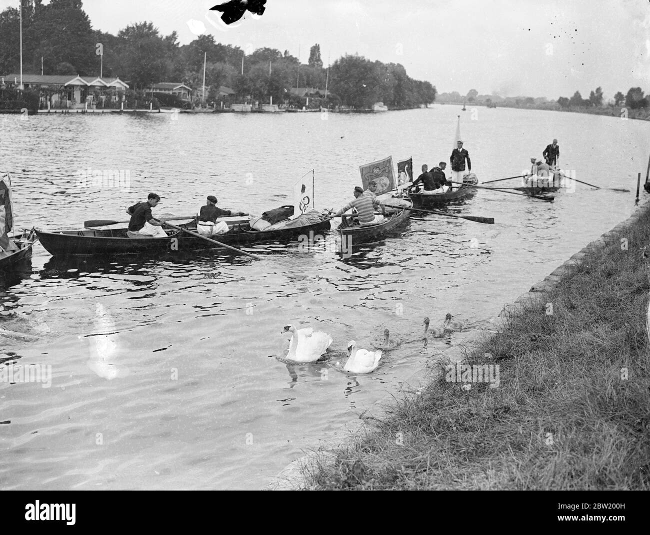 Three brothers - Swan Masters for the King and two City Companies - commenced the task of rounding up and marking swans and cygnets on the River Thames from London to Henley. The privilege of owning swans on the river is reserved to the King and the ancient Dyers and Vintners Companies. 18 July 1937 Stock Photo