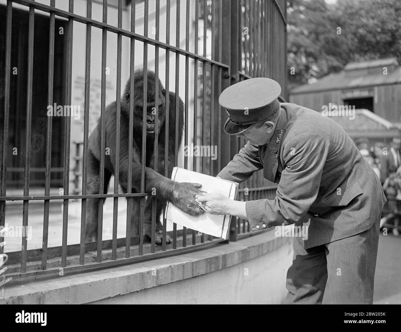 Moina, the London Zoo's favourite gorilla, who isn't even afraid of her mate, Mok, is scared of a piece of paper. Moina persuaded by keeper R. Smith to make an impression on the greased paper in order to get a set of fingerprints for comparison. 29 June 1937 Stock Photo