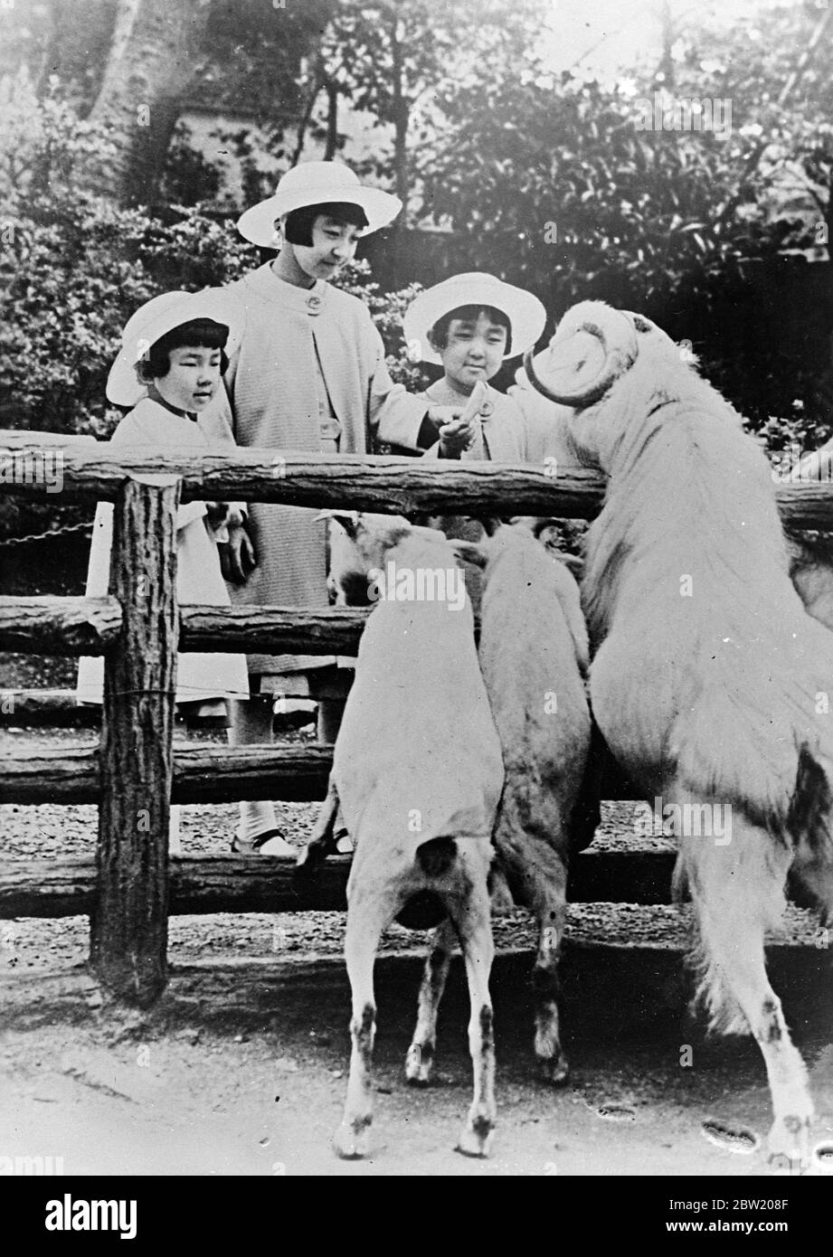 Three daughters of Emperor Hirohoto of Japan feeding some of the inmates when they visited the Ueno zoo in Tokyo Princess Teru (centre) with her are Princess Yori (left) and Taka. July 1937 [?] Stock Photo