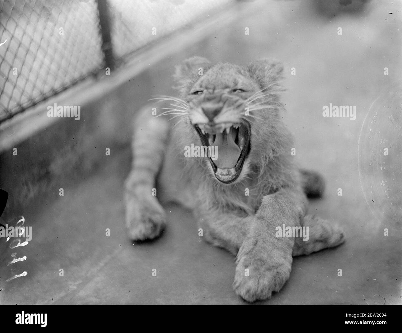 Jimmy is a playboy is no longer! London zoo lion cub which was reared by hand by Mr Alan Best, Assistant Curator has now lost his playful ways and has been placed in a cage. 26 June 1937 Stock Photo