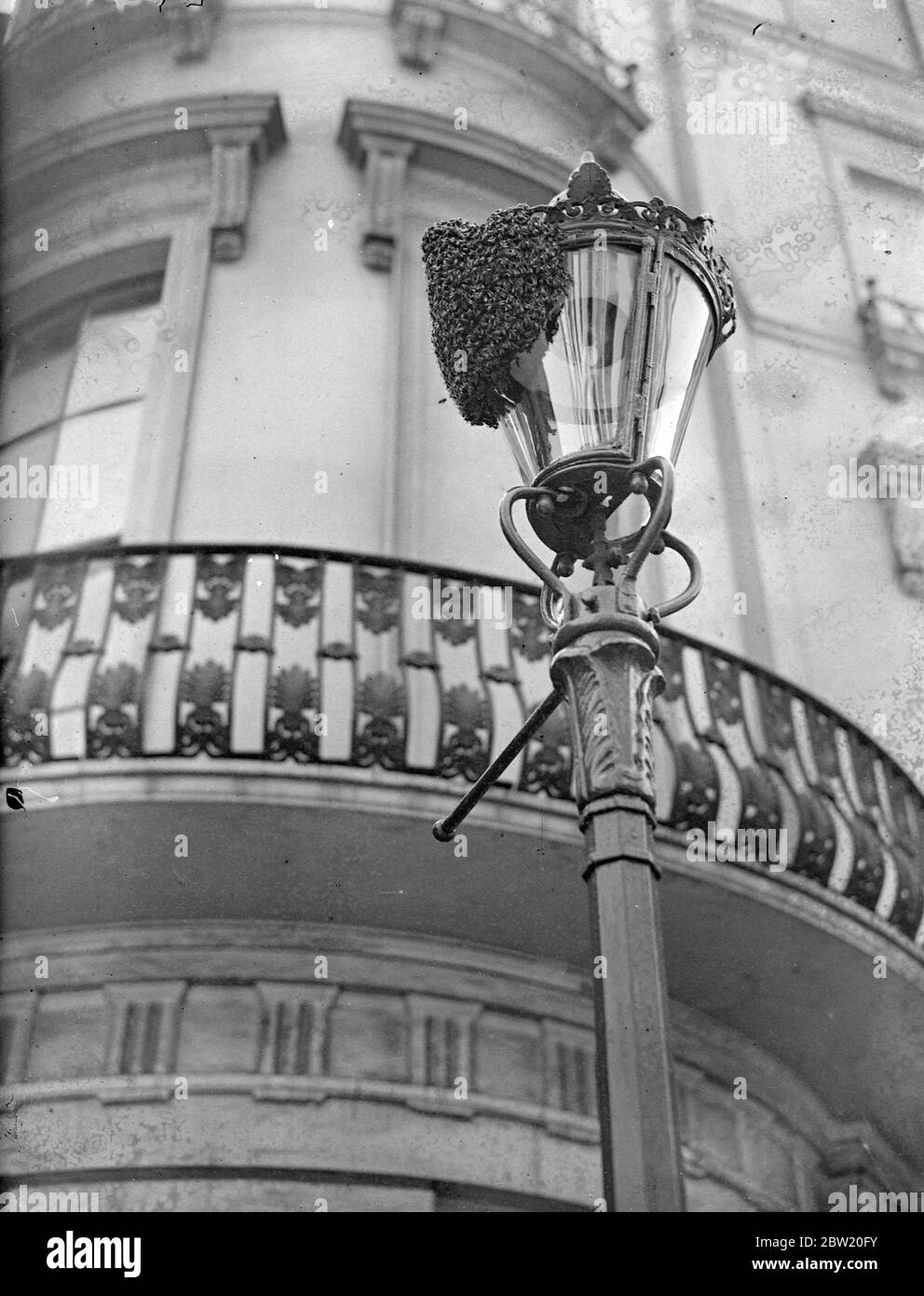 A swarm of bees on the lamppost in Westbourne Crescent, Bayswater. Somebody remember that a Post Office engineer of the new Moscow Road exchange was a beekeeper. The engineer Mr R Ainslie of Ealing answered the appeal, removing the swarm by hand. 14 July 1937 Stock Photo