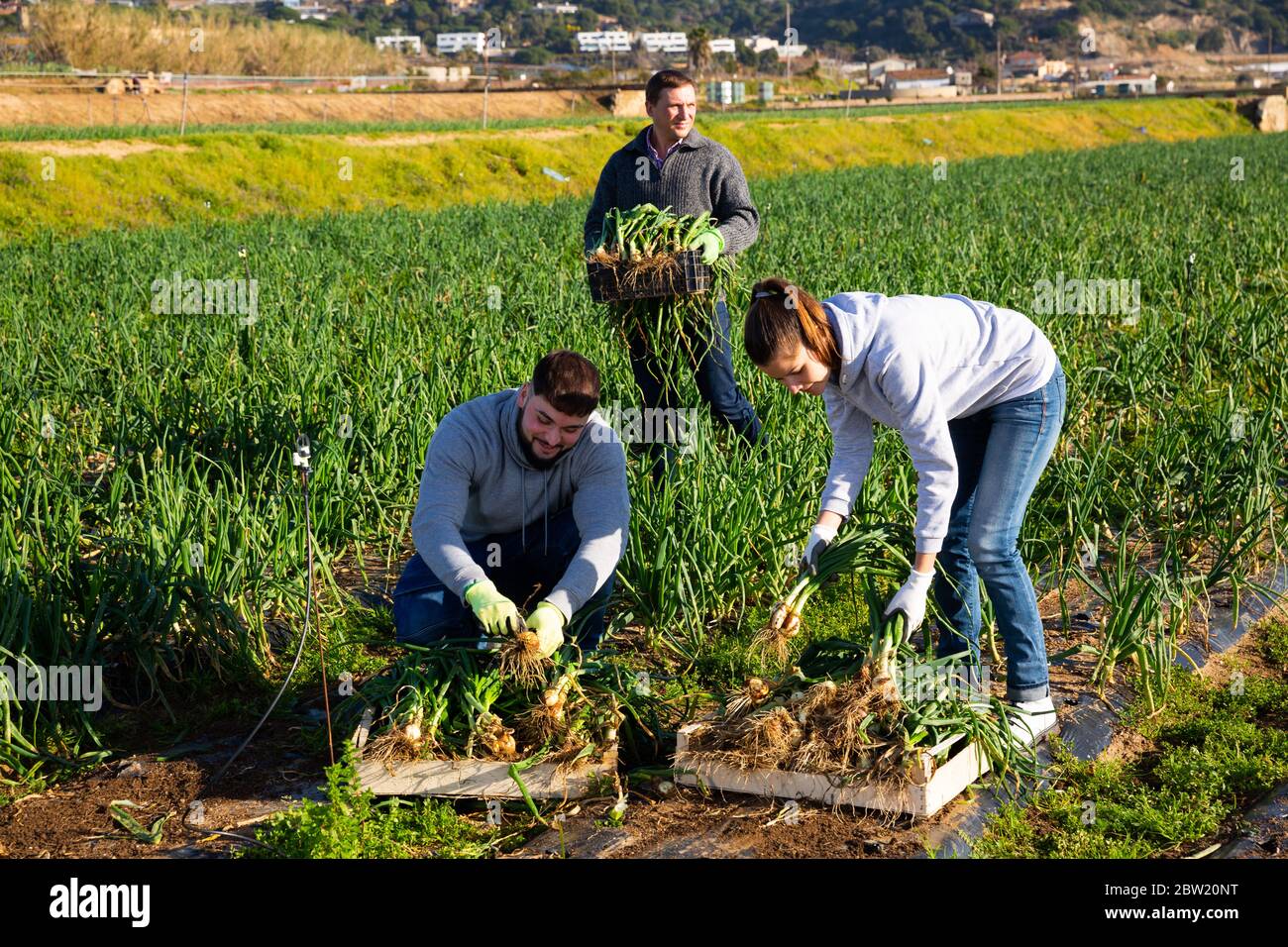 Farm workers in an onion field hi-res stock photography and images - Alamy