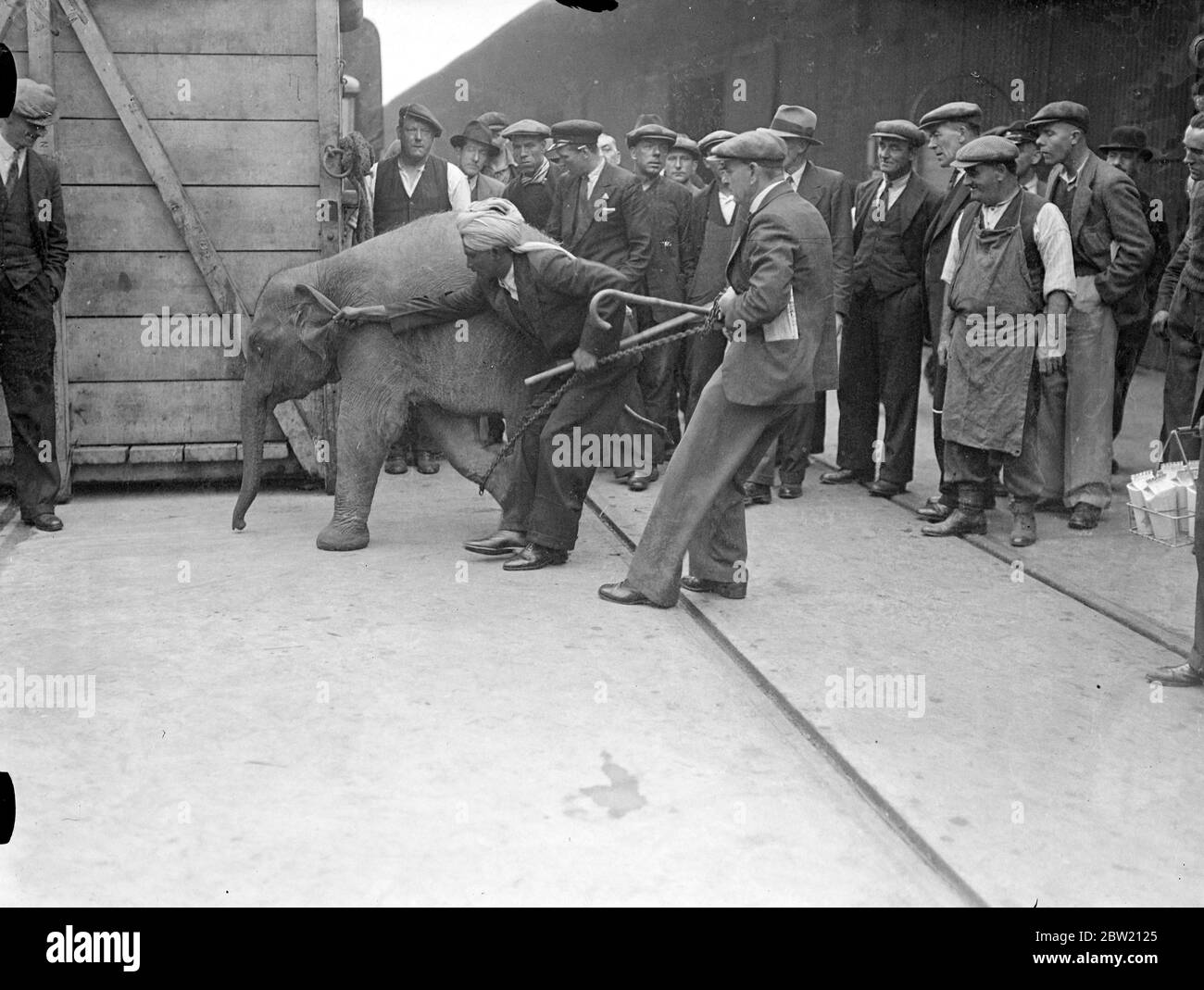 For baby elephants arrived at the Royal Albert Dock on the S.S Nalgora from India. Elephants are from the Calcutta zoo. Three are destined for the London zoo and one for Belfast. All of them gave considerable trouble when being unloaded and in the case of one a bigger van had to be sent for. 13 July 1937. Stock Photo