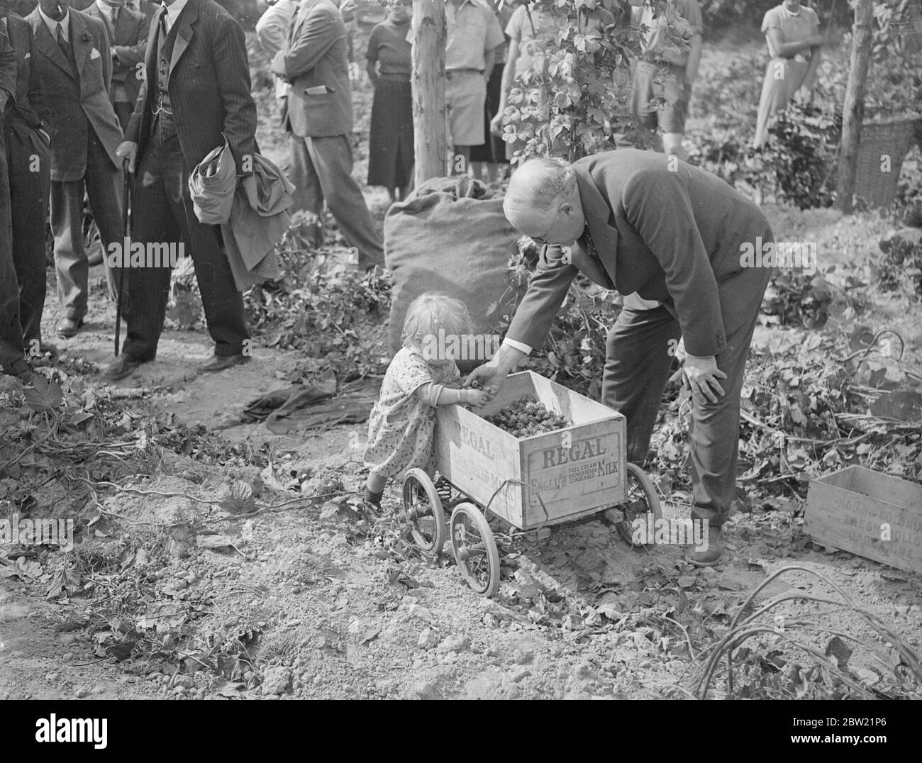 Sir Kingsley Wood, the Minister of Health, helping the smallest picker when he visited hop pickers in the fields of Lord Walmer's farm near Selborne during his tour of Hampshire hop fields. New regulations affecting the hop pickers have only this year been issued by the Ministry of Health. 2 September 1937 Stock Photo
