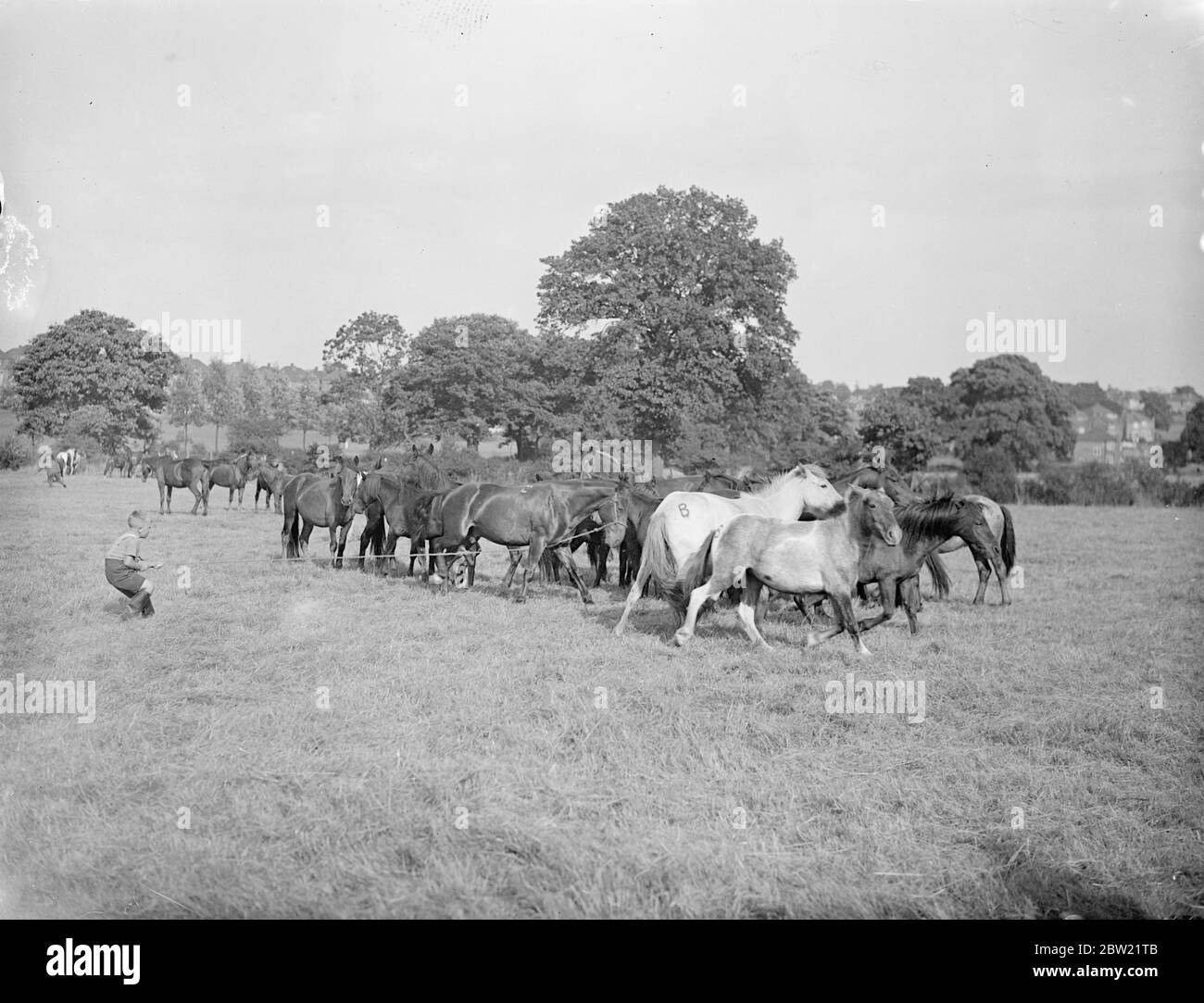Six year old Dinkie Bray, helps his father a well-known horse trader with some of the horses at the Barnett. This year for the first time in history officer, its site has been provided by the Council, which recently purchased 91 acres of land line between Barnett and Totteridge, the fair is now practically guaranteed a permanent home. 4 September 1937. Stock Photo