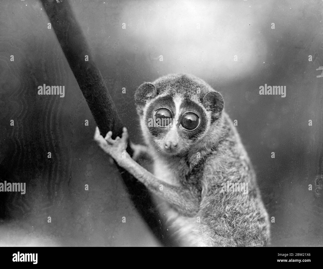 Eyes like two shining orbs gives Jock, an inmate of the rodent house at London zoo his amusing appearance. Jock is a Highland slender loris from Ceylon, the rarest of the loris spieces and now almost extinct. 2 October 1937. Stock Photo