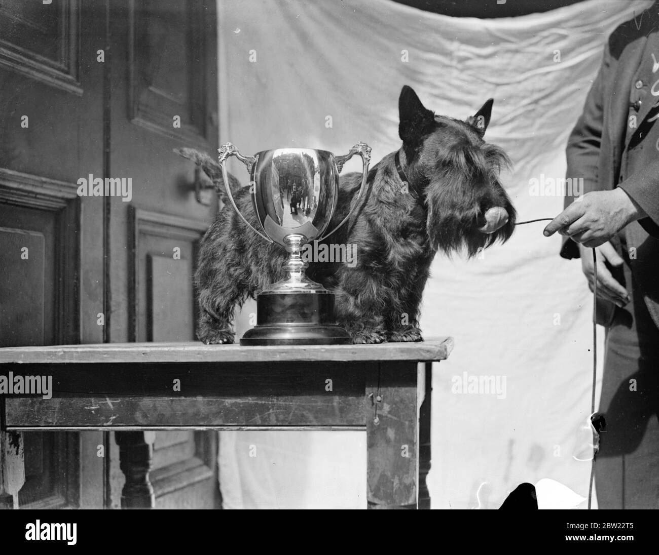 heather realisation with his carp after being judged champion dog at the Scottish Terrier club's 10th championship show at the drill Hall in Handel Street, Bloomsbury, London. He is owned by Mr Roberts Chapman of Glenboig Scotland. 7 September 1937. Stock Photo