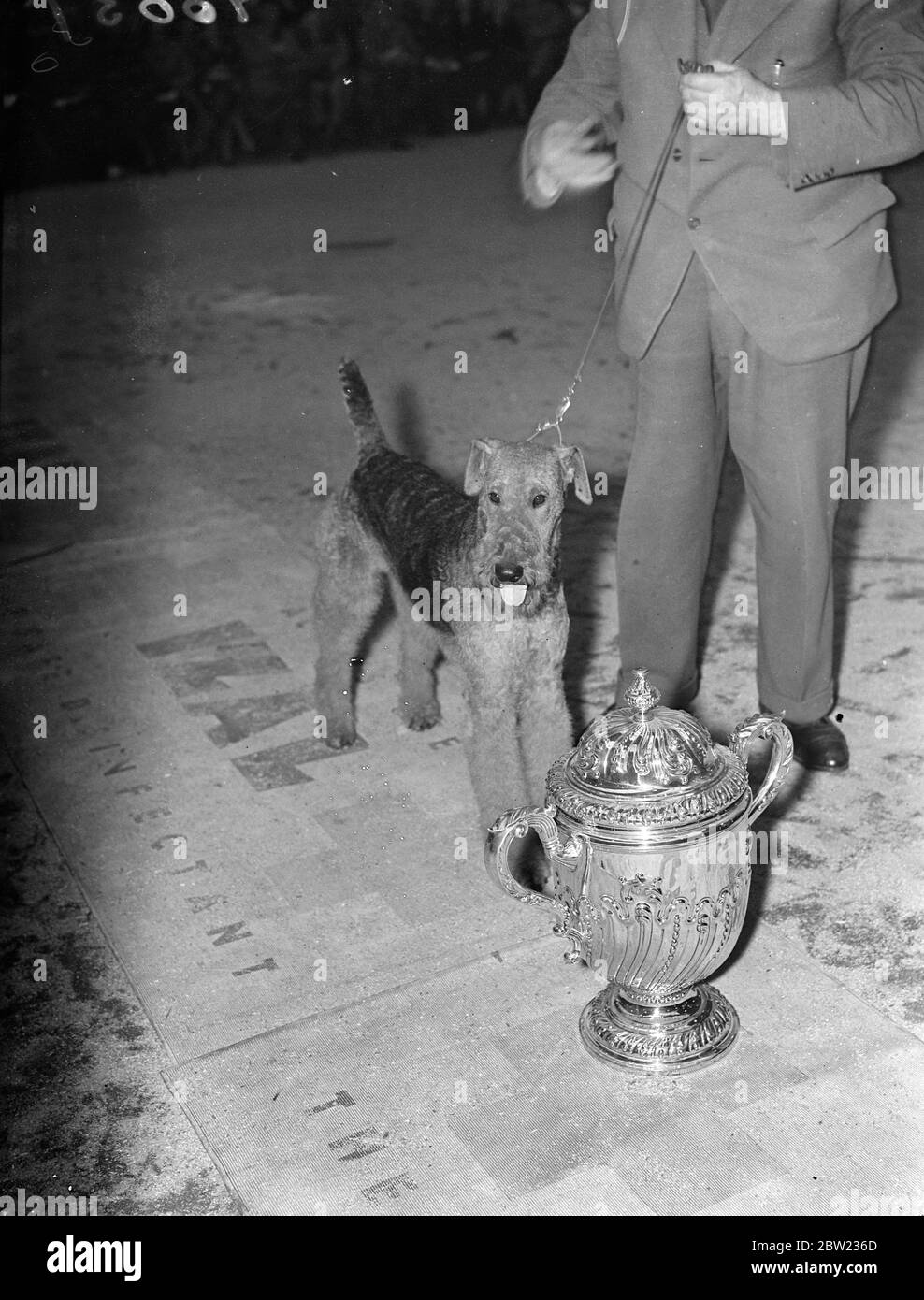 Shelterook Merry Sovereign an airdale owned by Mr S.m Stewart, was judged best dog at the kennel clubs show, Olympia, London. Over 3000 dogs were on view. 6 October 1937. Stock Photo