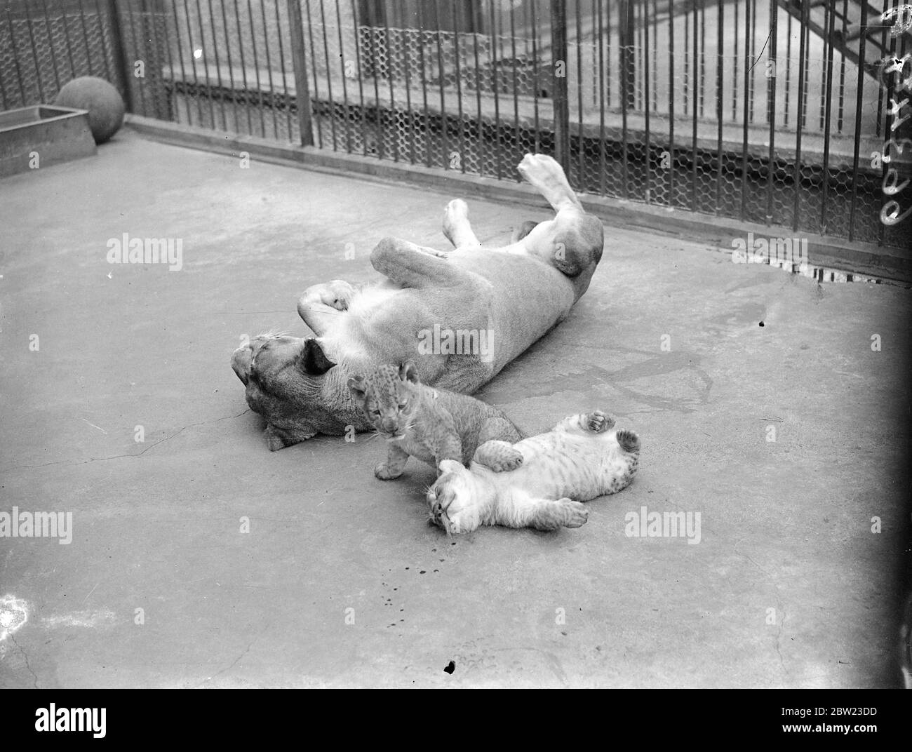 Max and Climax eyeing the camera suspiciously after waking from their morning sleep with their mother Juno , which is almost a ritual at London Zoo for the eight week old lion cub twins. 8 July 1937. Stock Photo