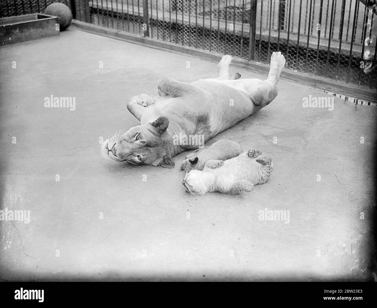 Max and Climax deciding the cameraman doesn't matter after they resume their morning stretch . Waking from their morning sleep with their mother Juno is almost a ritual at London Zoo for the eight week old lion cub twins. 8 July 1937. Stock Photo