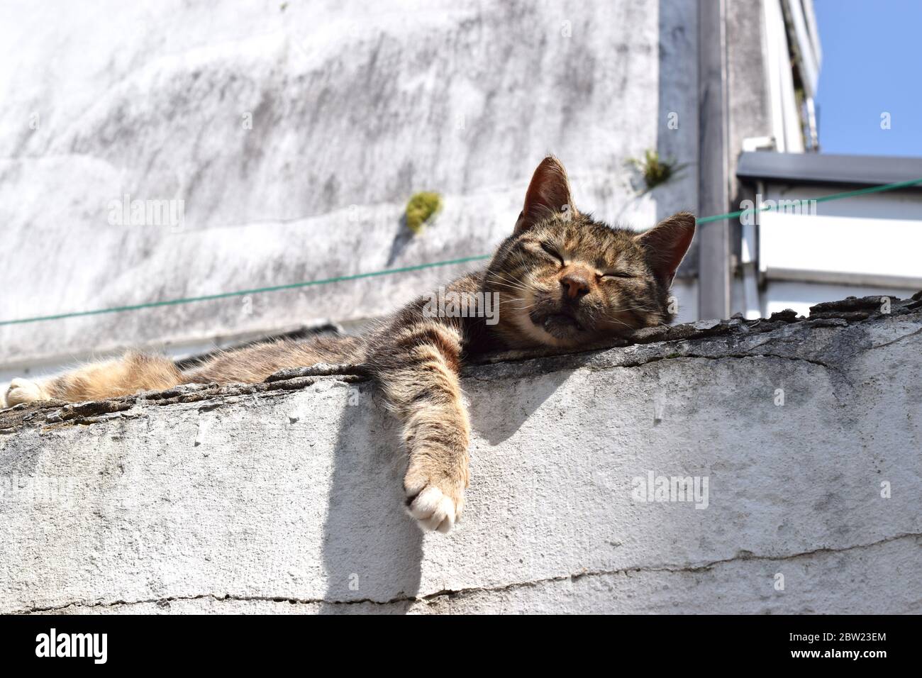 Stray cat is sleeping on a concrete wall in abandoned urban garden on a nice day. Stock Photo