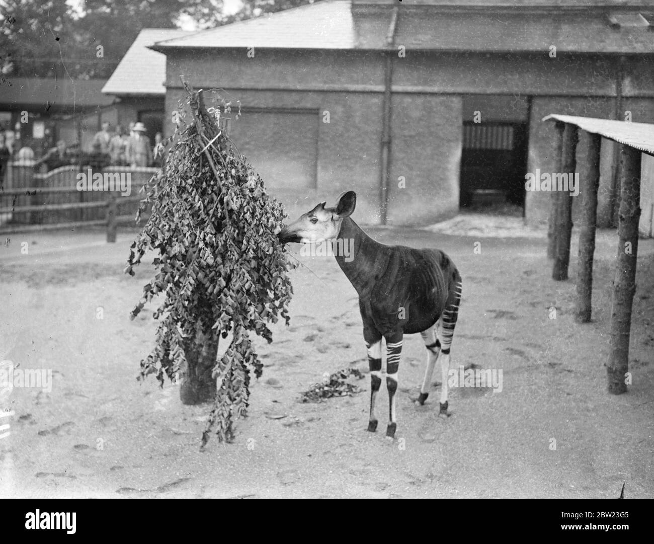 The London Zoo's new okapi , which was presented by the King , who received it from King Leopold of the Belgians, from the Belgian Congo. He arrived at his new home and tucked into a hearty meal . 21 July 1937 Stock Photo
