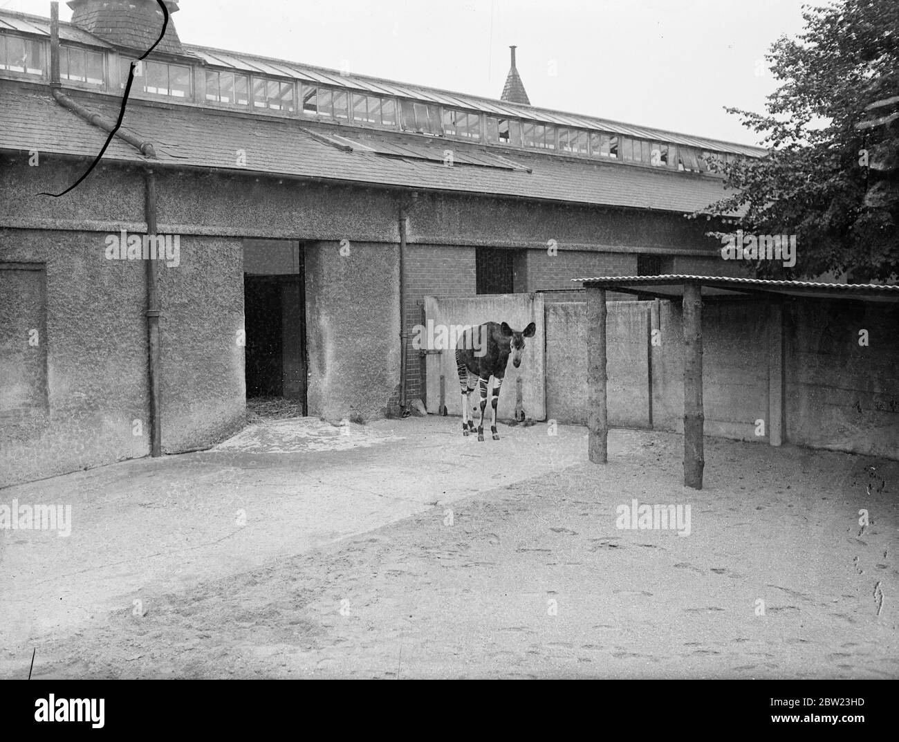 The London Zoo's new okapi , which was presented by the King , who received it from King Leopold of the Belgians, from the Belgian Congo. He arrived at his new home and tucked into a hearty meal . 21 July 1937 Stock Photo