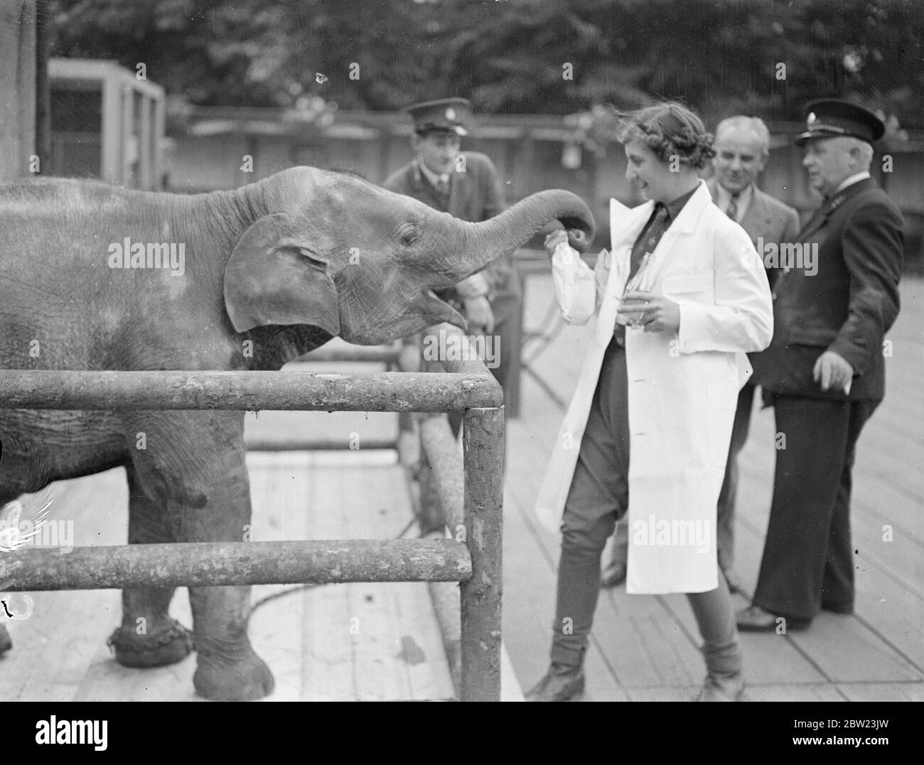 Baba the baby elephant, who is only 18 months old , refused all the efforts of the London Zoo keepers to make him enter the Pet ' s Corner from the sanatorium. Eventually it took the efforts of several keepers to succeed. Photo shows ; Baba making friends with the Pet's Corner hostesses after his struggle with the keepers. 21 July 1937 Stock Photo