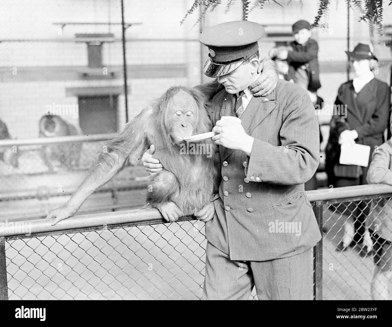 Francis, a six-year-old male orangutan, has come from Munich Zoo as a new partner for Mary, the rorangutan at London Zoo. Since her mate died, Mary has had chimpanzees, a monkey and a baboon as company, but has remained disconsolate Photo Shows: Francis, the orangutan drinks tea from a source helped by his keeper at the London Zoo. 17 October 1938 Stock Photo