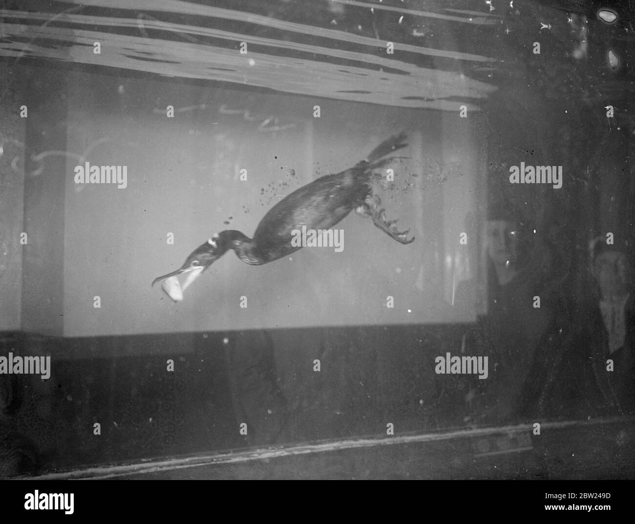 A black shag, leaving behind a trail of bubbles, snaps its strong curved beak over a fish, for which it dives at the London Zoo. 5 October 1938 Stock Photo