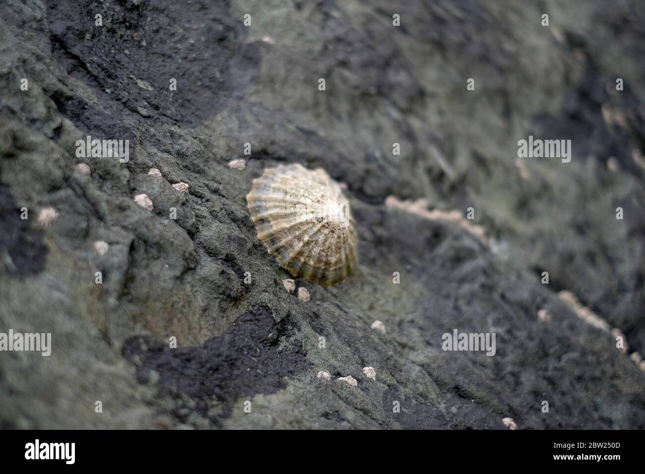 Limpet on rock, Wales Stock Photo