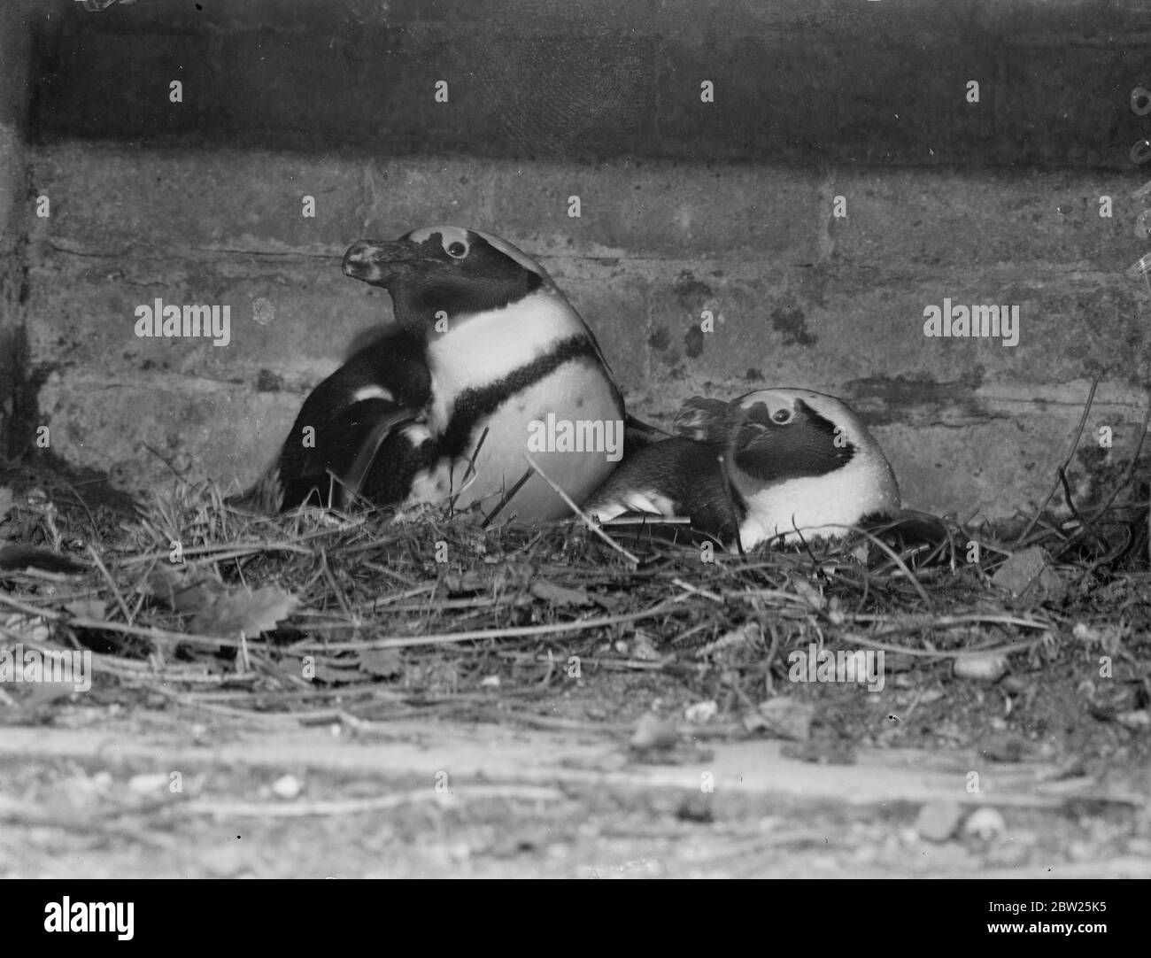 Zoo eggs Black and White Stock Photos & Images - Alamy