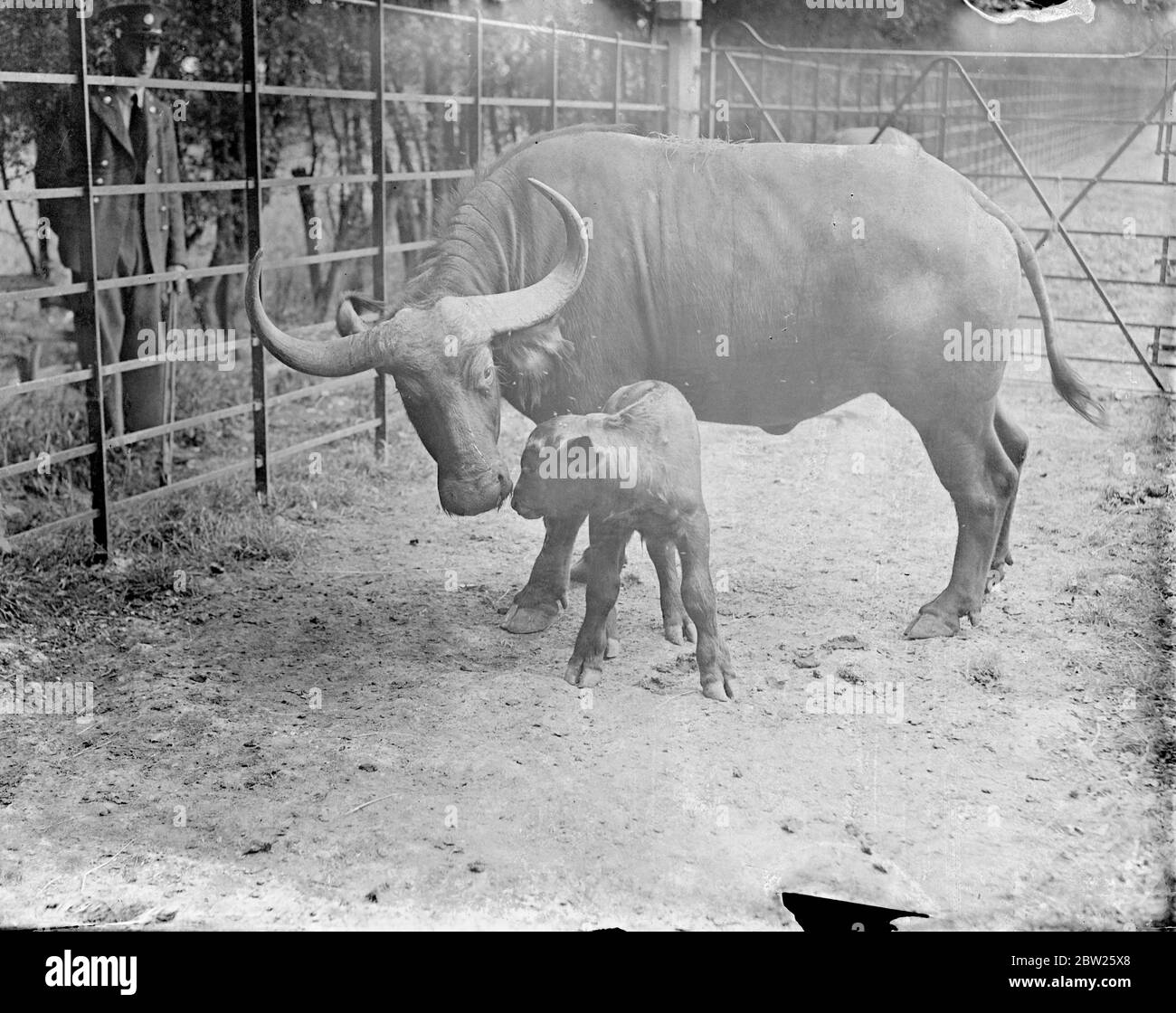 First Cape buffalo born at Whipsnade. In paddock only a few hours after  birth. The first of its species to be born at Whipsnade, a Cape Buffalo  calf, was running about its