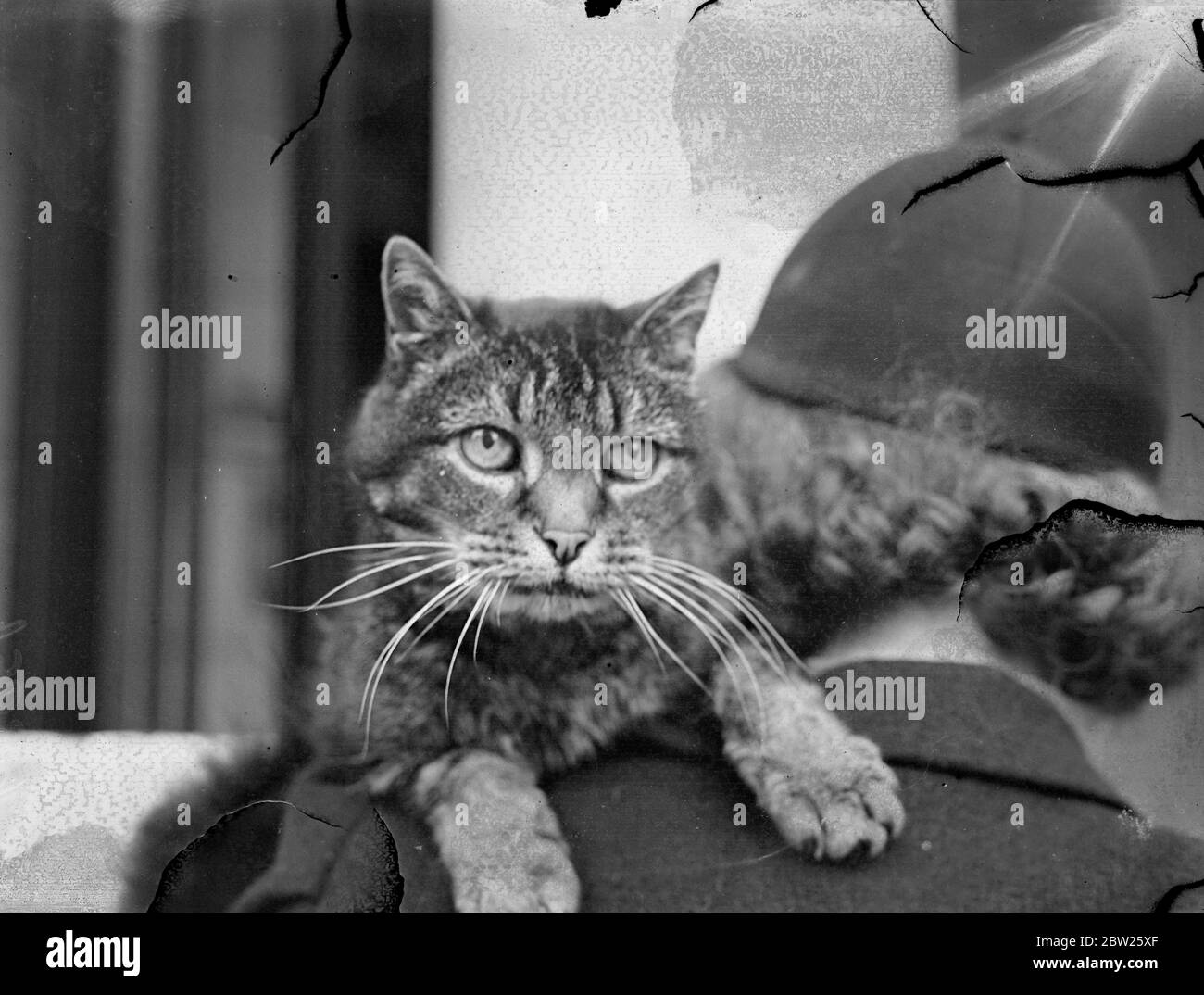 23-year-old Abyssinian cat on show in London. A 23-year-old Abyssinian cat is the veteran of the Southern Counties Cat Show, which is taking place at the Paddington baths, London. It is extremely unusual for a cat to reach this stage. 26 January 1938 Stock Photo