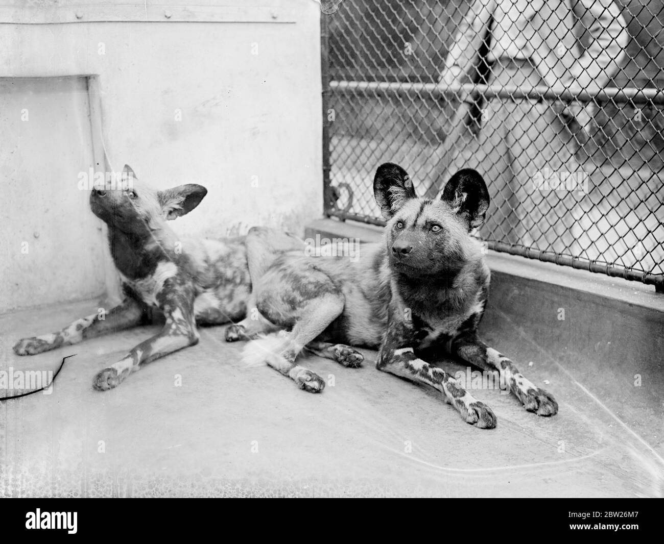 Hunting dogs from Africa are newcomers at the Zoo. A pair of Afghan Hunting Dogs from Africa which have just arrived at the London Zoo. They have extremely powerful hind legs, and the coat is mottled. The ears are similier to those of an Alsation Dog, but broader. 24 July 1938 Stock Photo