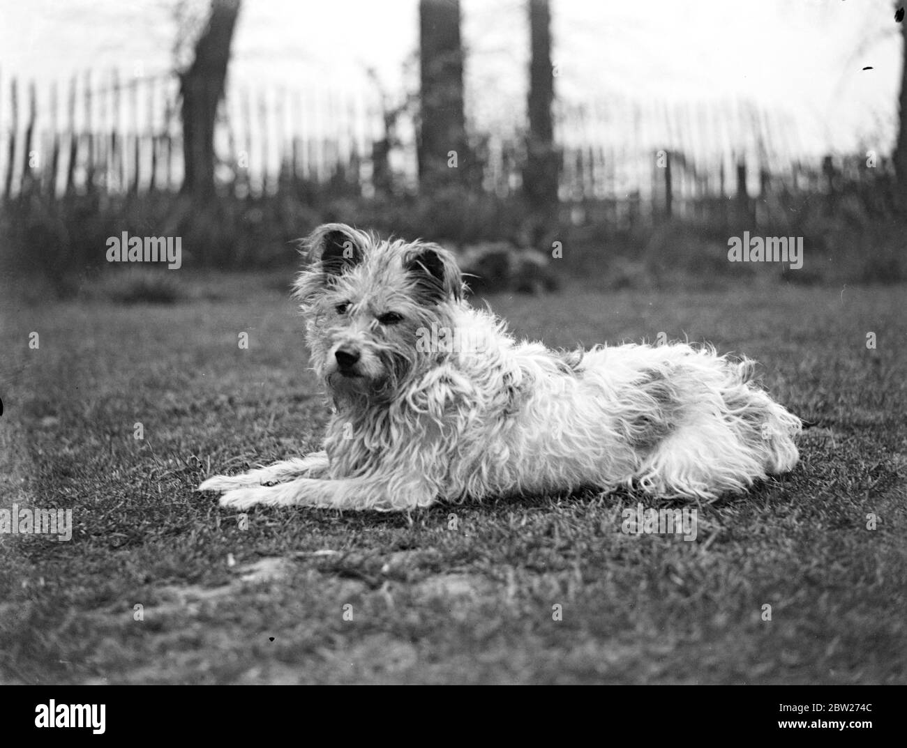 A terrier dog sitting on the lawn, a fence and trees in the background. 1933 Stock Photo