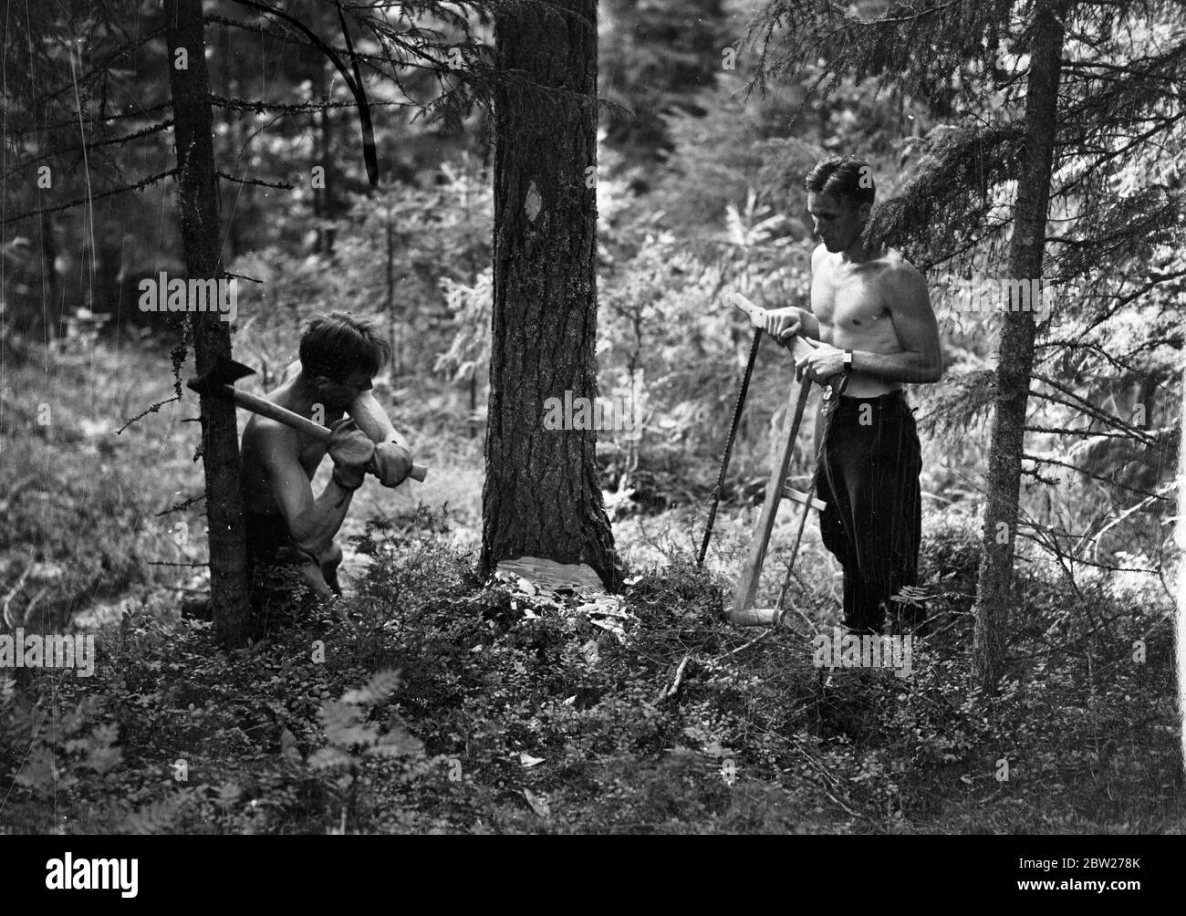 Worlds greatest foresters. Stock Photo