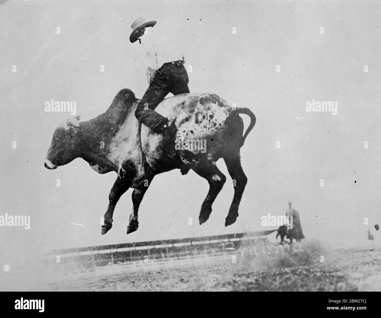 A half wild Brahma steer lifts all hooves four hoofs off the ground and appears to clear the grandstand in a victorius buck he attempts to unseat the cowpuncher clinging grimly to his knife edge back at a Cheyenne, Wyoming Rodeo 15 July 1937. Stock Photo