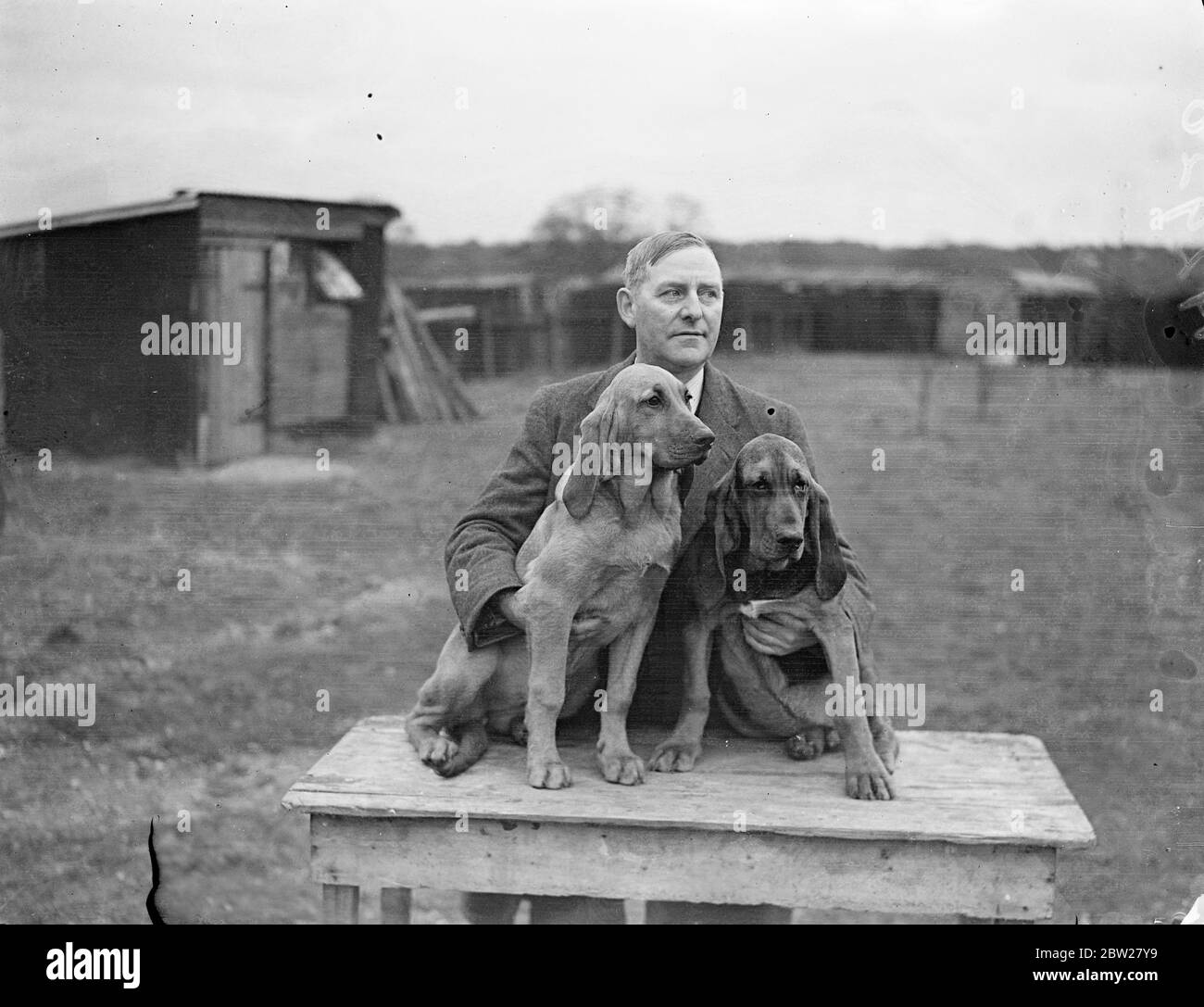 Dogs trained for police duties at Berkshire kennels. 30 dogs, some of them mongrels, which will eventually accompany a London policeman on lonely beats, are being trained under a Home Office experiment for police duties at Washwater, near Newbury, Berkshire. The trainer is Mr H S Lloyd, and among the duties he is teaching the animals aret to guard a policeman's cycle while he searches a house, to intercept anyone coming out, and even to search a house while the officer remained outside. Photo shows, Mr HS Lloyd, the trainer, with Sandy (left) and Rivers, two 4 1/2 month year old bloodhounds im Stock Photo