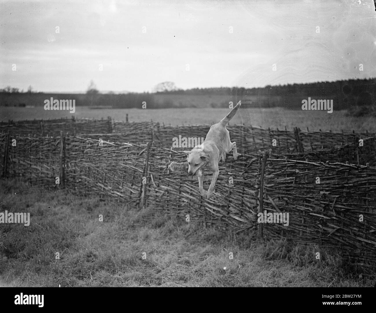 Thirty dogs , some of them mongrels, which will eventually accompany London and provincial policeman on lonely beats, are being trained under a Home Office experiment for police duties, at Washwater, near Newbury, Berkshire. The animals are taught to stay on guard, while a policeman searches a house, intercept anyone coming out, and even to search a house while the officer remained outside. Should the man need help, the dogs are taught to carry messages. Bloodhounds, some imported from America, are trained to follow a scent, even when it is hours old. Photo shows 'Mouse' a crossbred stray dog, Stock Photo