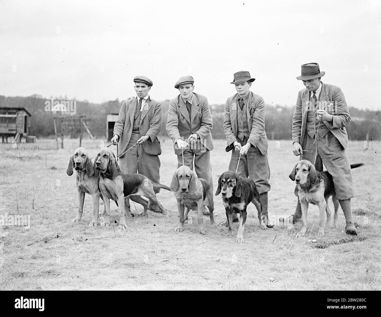 Dogs trained for police duties at Berkshire kennels. 30 dogs, some of them mongrels, which will eventually accompany a London policeman on lonely beats, are being trained under a Home Office experiment for police duties at Washwater, near Newbury, Berkshire. The animals are taught to guard a policeman's cycle while he searches a house, to intercept anyone coming out, and even to search a house while the officer remained outside. Photo shows, some of the police hounds at the Berkshire kennels. On the left of three pure English bloodhounds and the other two are a cross between an otter and blood Stock Photo