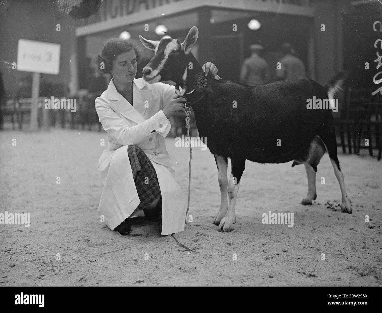 Chosen best goat at the dairy show. London's dairy show, the 59th of