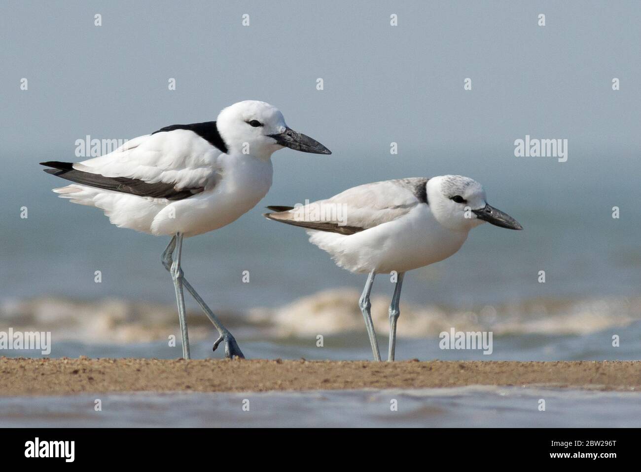 Crab plovers (Dromas ardeola) off the coast of Jamnagar, Gujarat, India Stock Photo