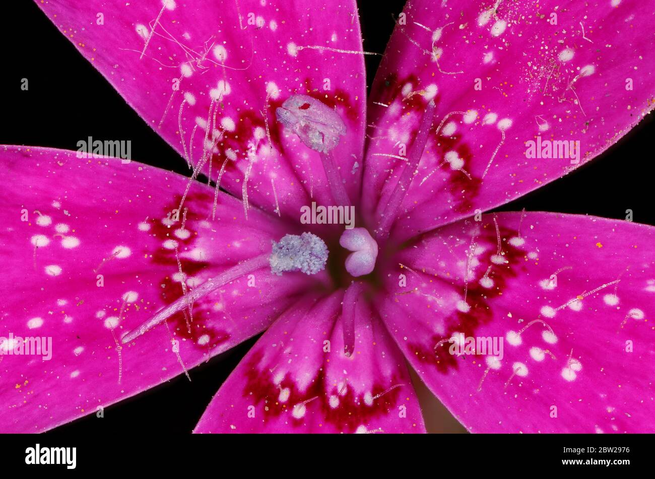 Maiden Pink (Dianthus deltoides). Flower Detail Closeup Stock Photo